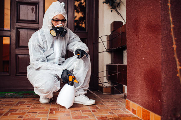 Attic and Crawl Space Rodent Treatment in Rogersville